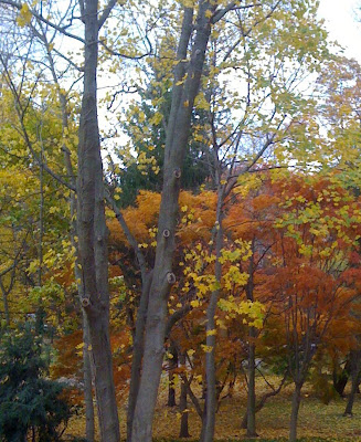 The Cool House: fall