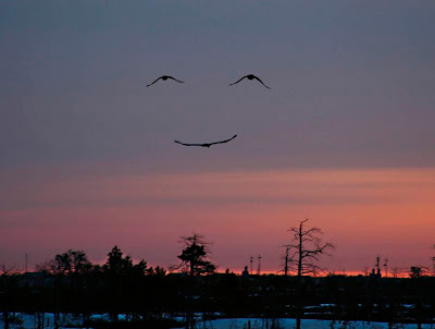 pássaros smiley feliz