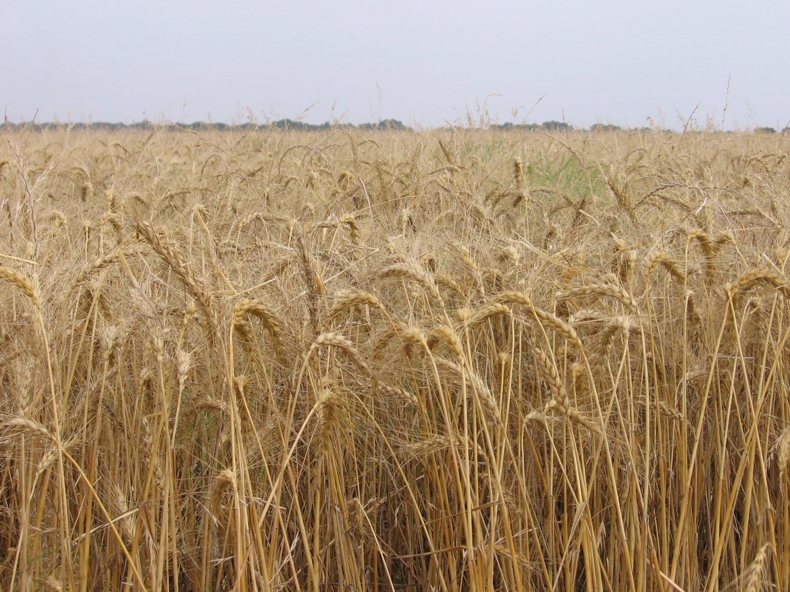 On the Road with Melchert Harvesting Combining Wheat