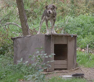 doghouse.jpg