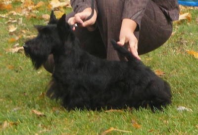 maggie.jpg
