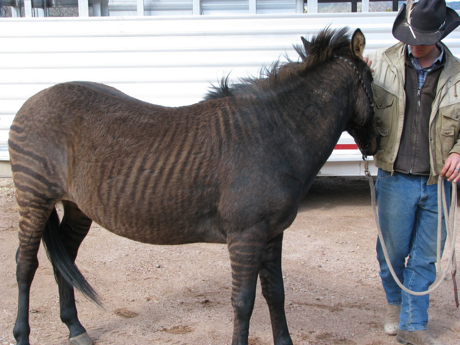 Granddad's Corner: DID YOU KNOW: Zorse?
