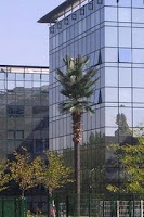 Antenas camufladas: el árbol o palmera