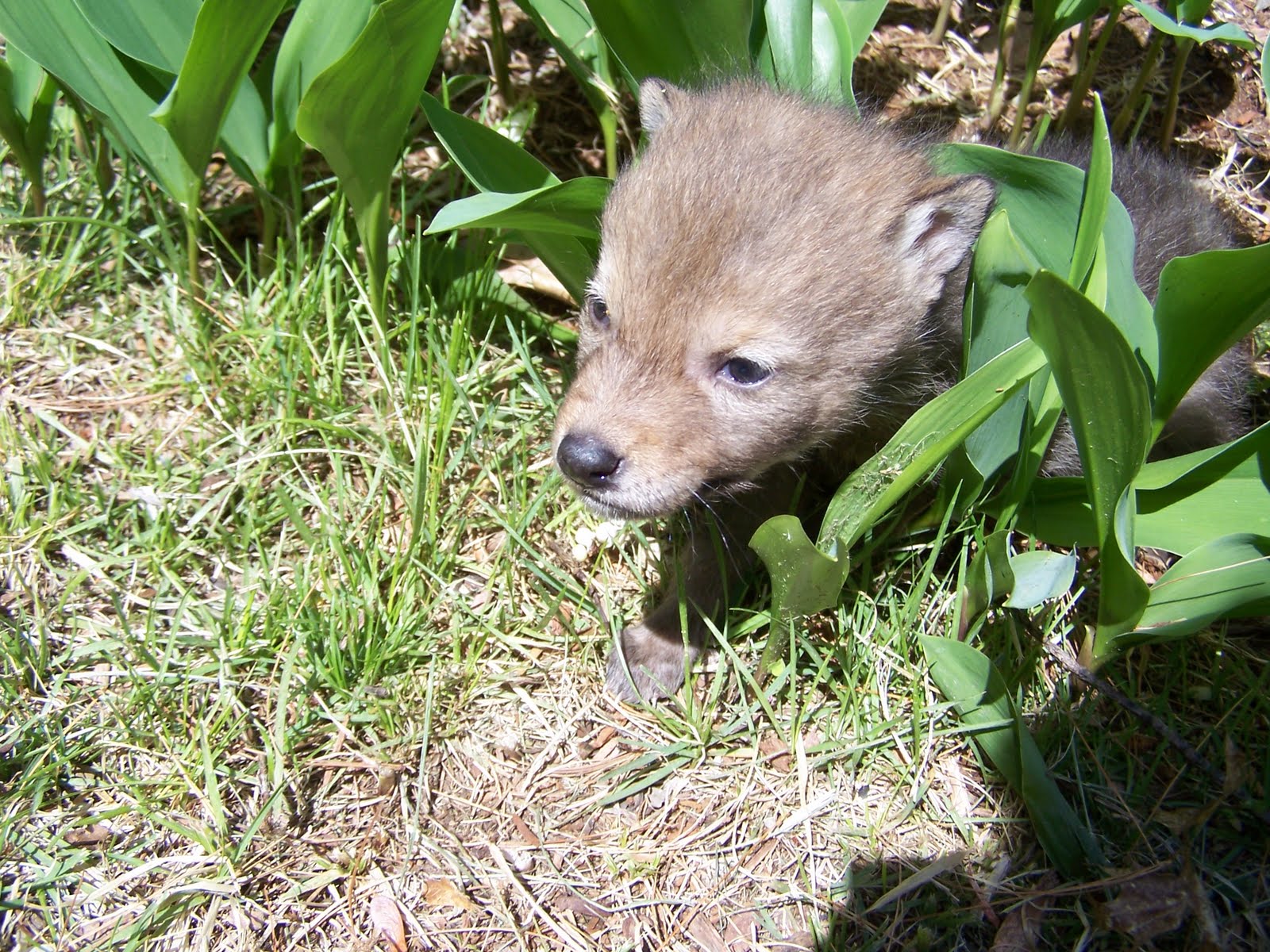The Laughing Raccoon: The coyote pups move on.