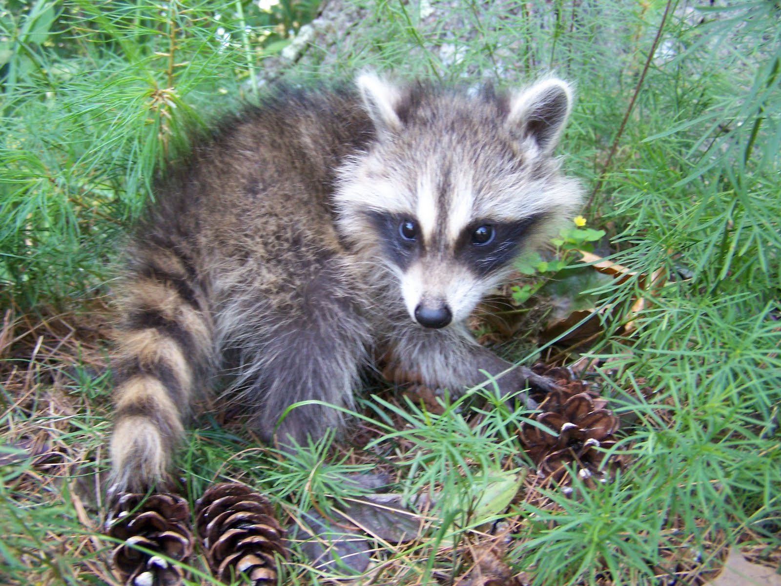 The Laughing Raccoon: July 2010