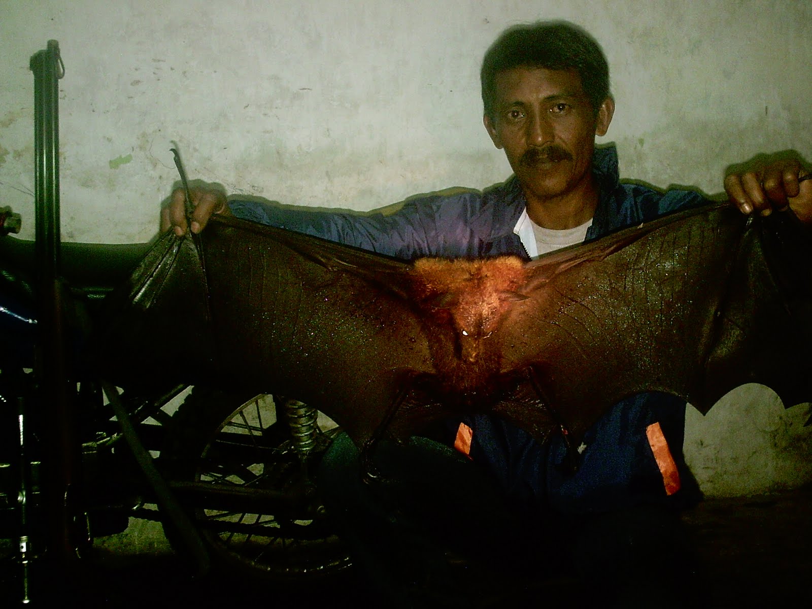 PETUALANG: Berburu Kalong