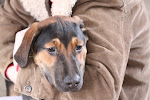 Update. I heard Buddy was rescued. 1/12/10 Desperate Dogs in Cadiz Ohio Pound