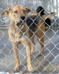 1/17/10  SUMMERVILLE,GA~ Chattooga County AC -URGENT-Desperate GSD Mix!!!!!