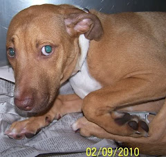 2/21/10 Youngstown, OH ~ URGENT!! ~ ABSOLUTELY PETRIFIED AND IN DANGER OF BEING HEARTSTICKED!!!!