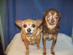 3/26/10 Poodle, Bull Dog, Calico Cat, Rottie, Pom and Others Want You to Rescue/Adopt Them  Georgia