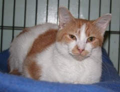 Wilbur- Click on this big guy's photo