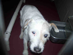 MurfreesboroTN This DOG - ID#A076346 CRITICAL the shelter is full