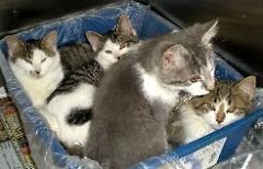 12/03/09 Cat and Kittens on Deathrow Gassing Pound Ohio. Pound VERY  Rescue Friendly. Can Transport