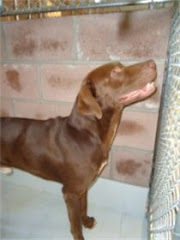6/29/10 Please Help Charlie. Lab Whose Days Do NOT HAVE TO BE NUMBERED! CLIC PIC