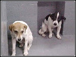 9/23/10 " Fax Answering Machines  Will Be Checked Before Euth." Please help this shelter save lives