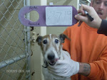 11/8/10 URGENT Cats and Dogs Floyd Cty Animal Ctrl Rome GA