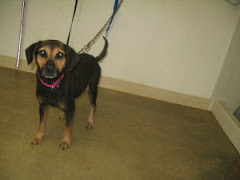 11/27/10 Tatum is in OH Shelter