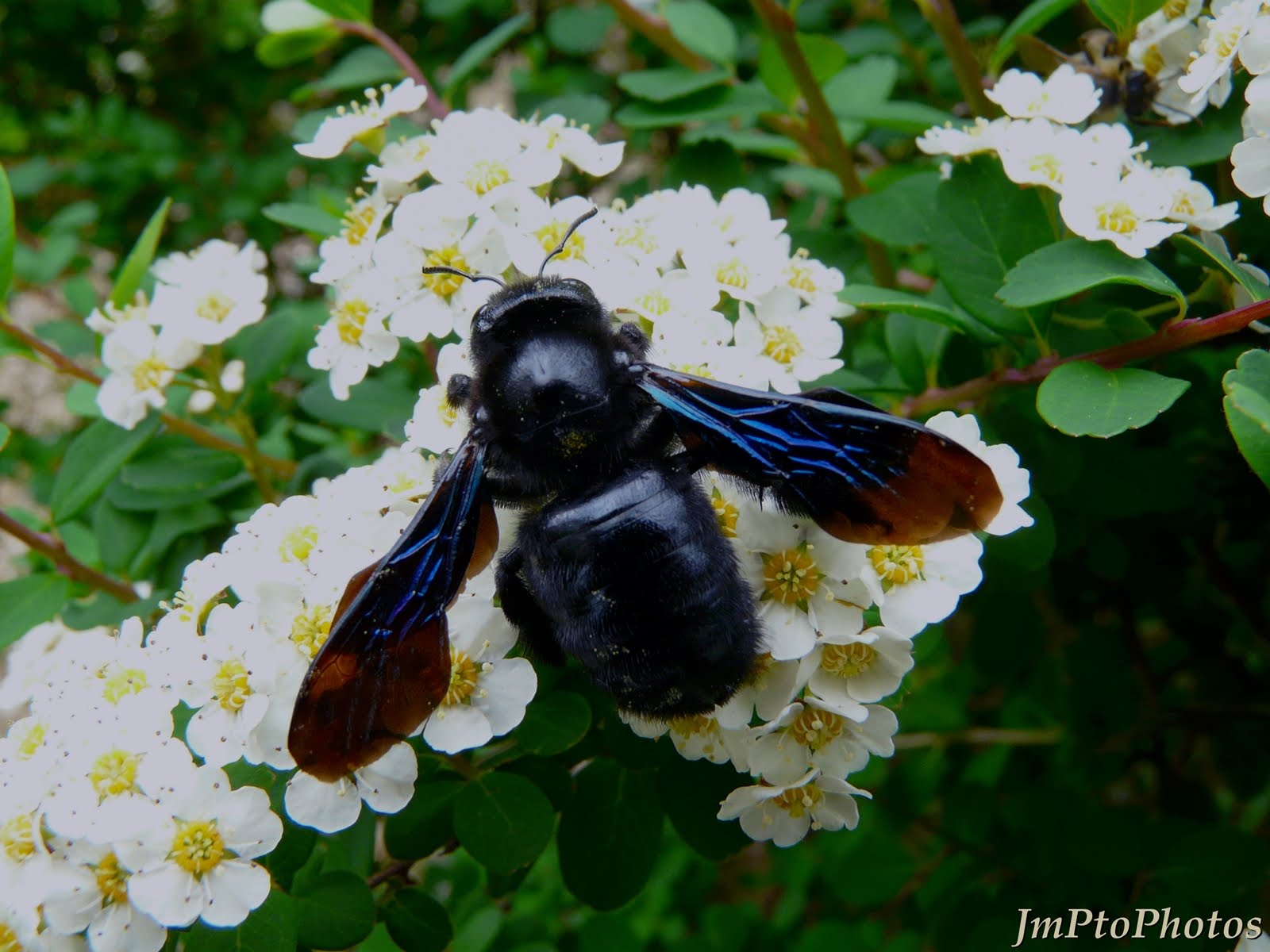 JmPtoPhotos Abeille charpentière.