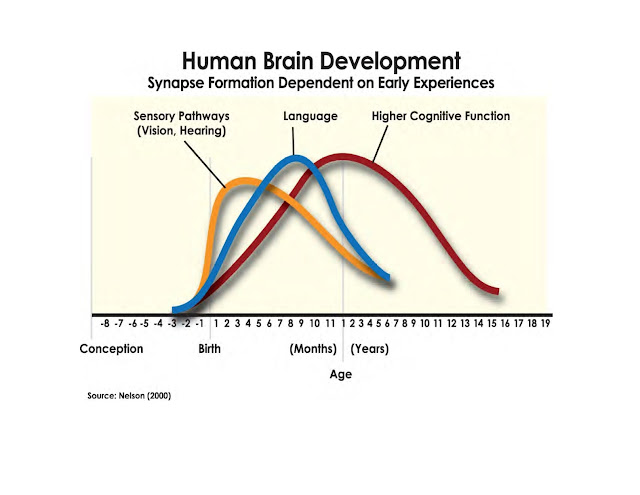 EARLY CHILDHOOD BRAIN INSIGHTS: BRAIN FACT: Experiences Provided In