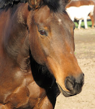 THE HORSES OF SKOOG FARM