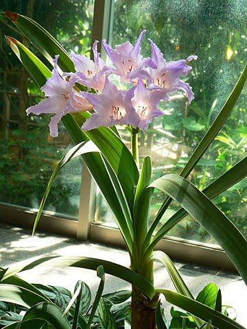 Perfil da Planta - Orquídeas, Histórias e Plantas Notáveis: Worsleya  rayneri (JDHooker) - Rabo-de-Galo ou Flor da Imperatriz -