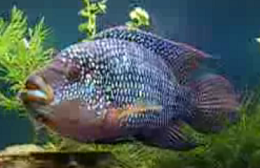 All About Aquarium Fish Jack Dempsey Cichlids Care Info