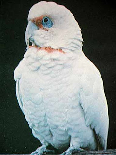 cacatua bird price cacatua bird price