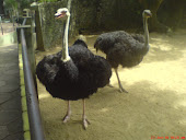 Ostrich