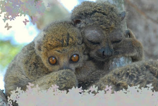 Avahi Woolly Lemurs WEBlogs21 Education One New Idea Every Day