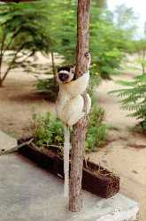 Avahi Woolly Lemurs WEBlogs21 Education One New Idea Every Day