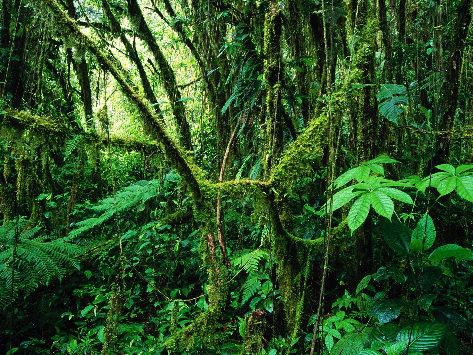 Tropical Rainforest Pictures 14