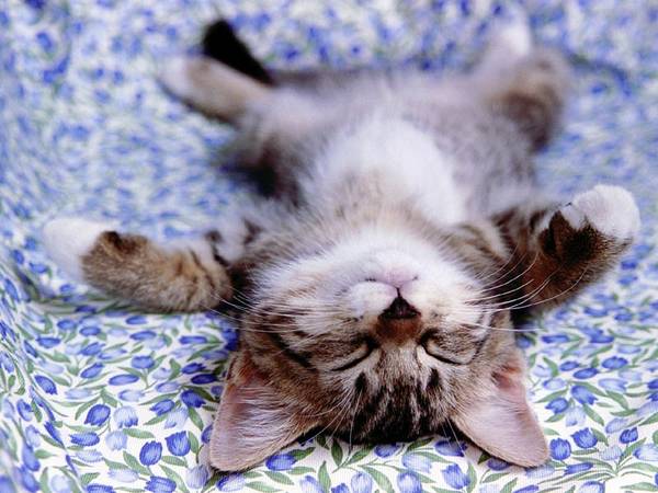 Forum Image: http://4.bp.blogspot.com/_0O-AfRprdVY/TN9YpNfo0UI/AAAAAAAAELw/WSBWKl9F4q8/s1600/cute-little-kitten-cat-fur-ball.jpg