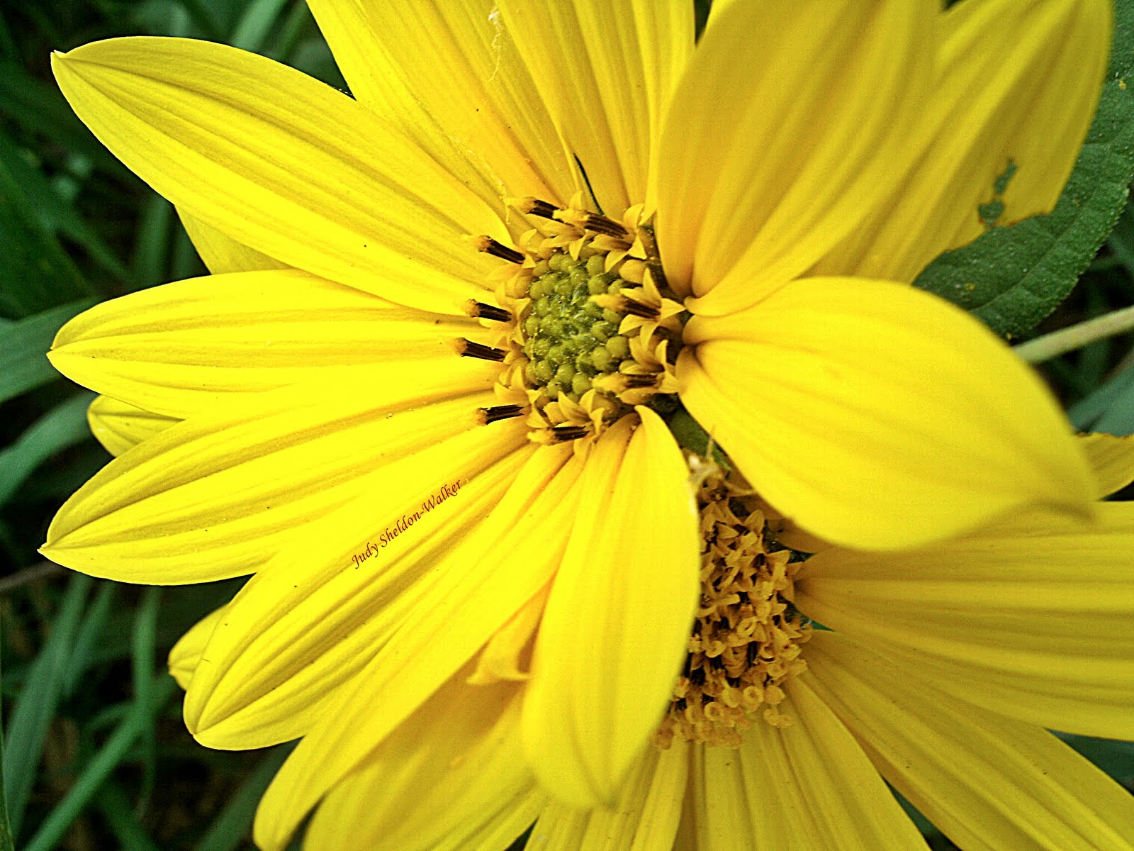 JSheldonWalker Mystery Yellow Flower