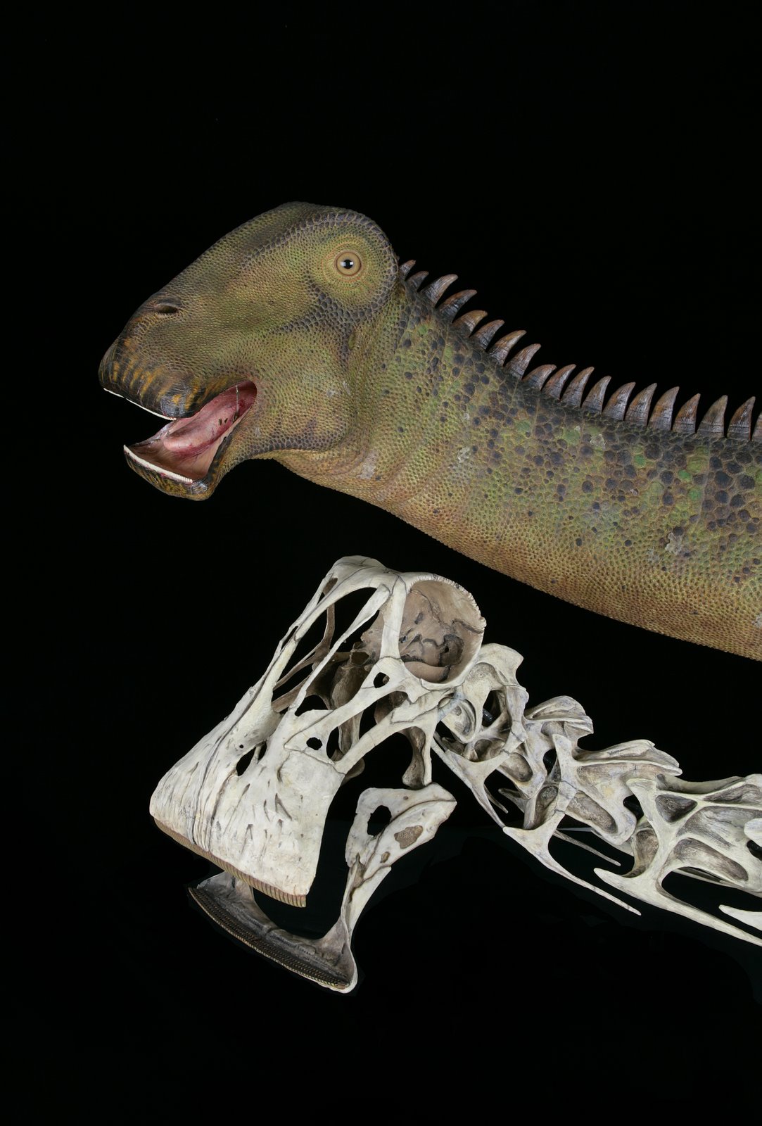 Нигерзавр(nigersaurus). Динозавр с 500 зубами. Фотокнига с динозаврами. Теризинозавр череп. Динозавр с 500 зубами.