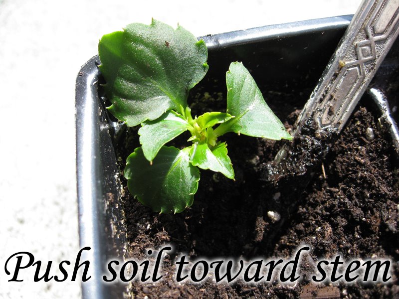[push_soil_towards_stem.jpg]