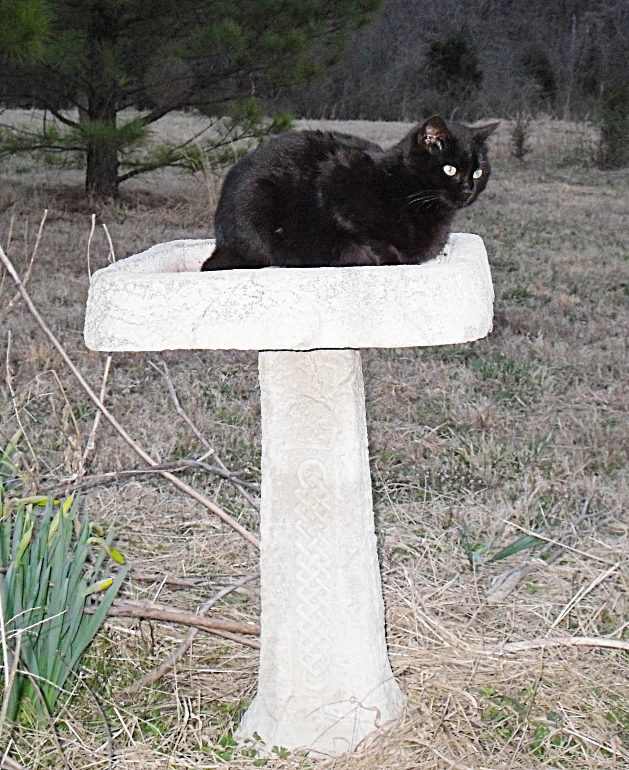 Dusty Us Diaries Sitting In The Catbird Seat