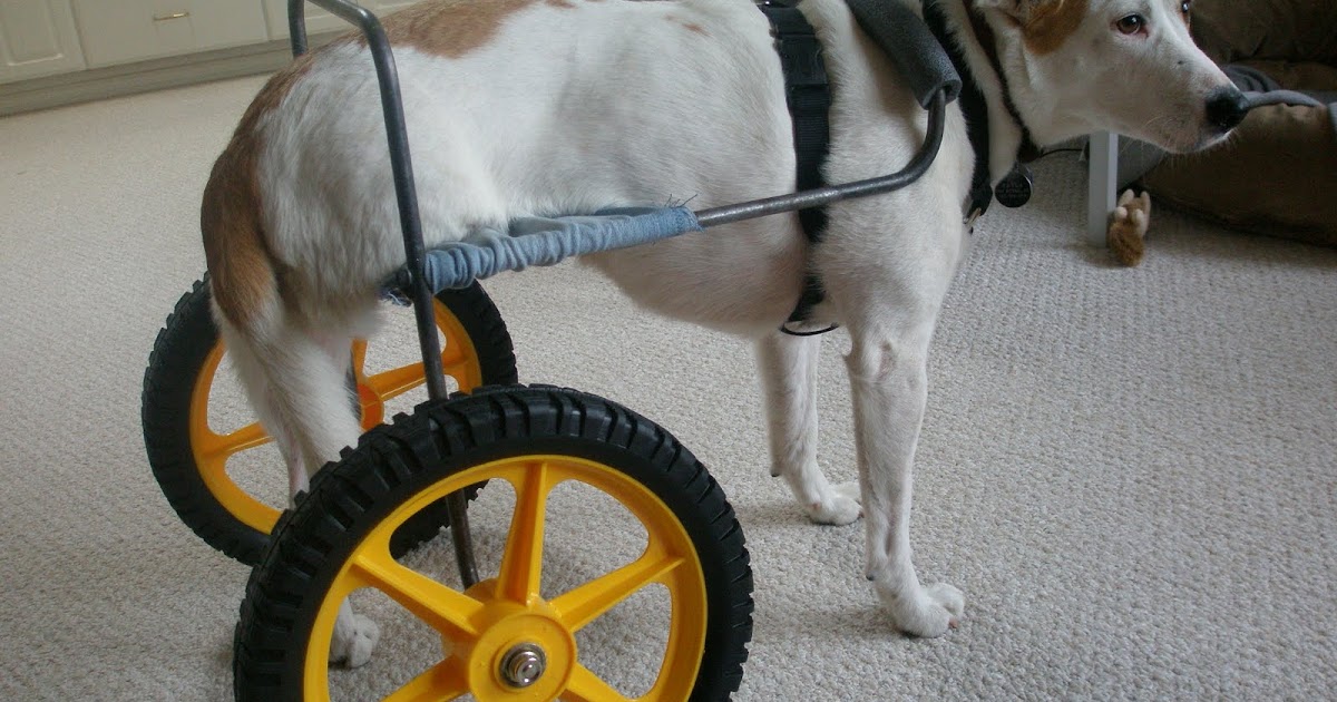 Homemade dog wheelchair 01 Intro