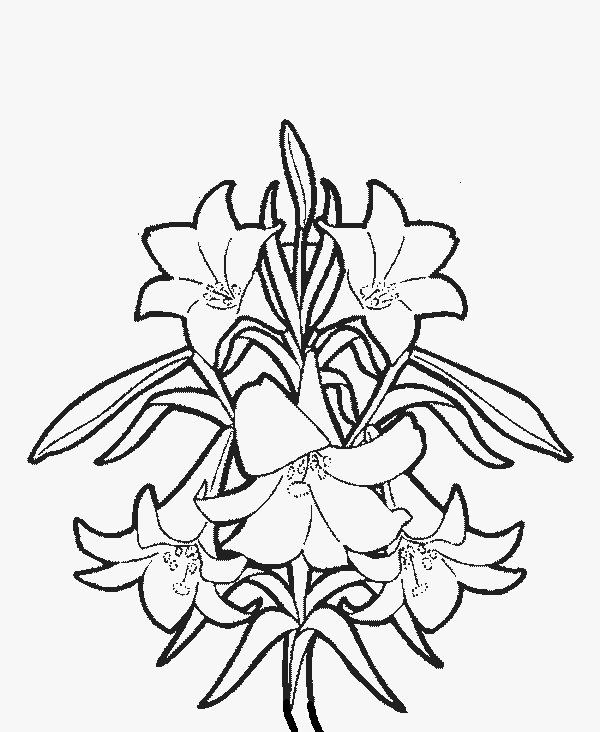 Easter Lily Spring Flower Coloring Page title=