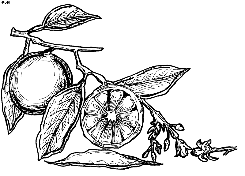tangerine coloring pages - photo #8