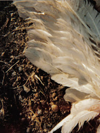 Feathers 2008
