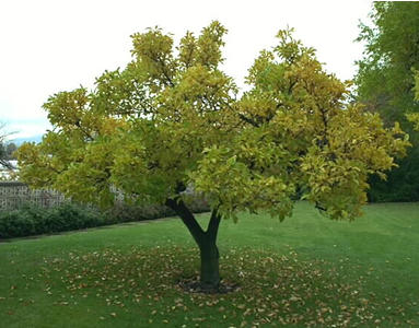 [tree.jpg]