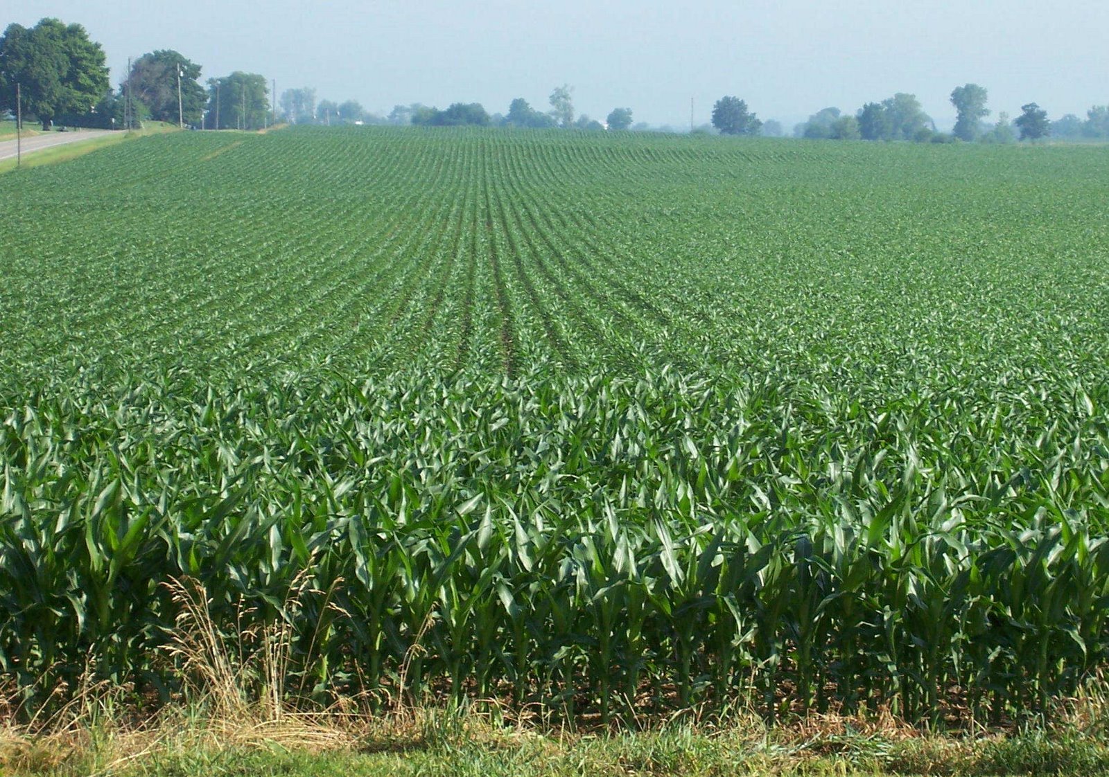 [corn_farm.JPG]