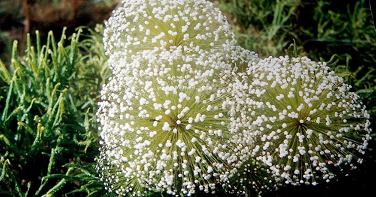 Caliandra do Cerrado: Chuveirinho - uma flor do Cerrado