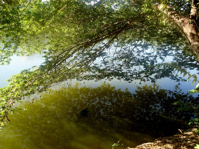 Reflexo da vegetação nas margens do Lago do Parque Areião em Goiânia 