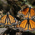 Reabren los Santuarios de la Mariposa Monarca