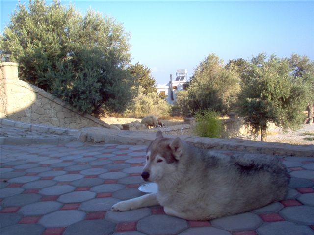 [IM000068.jpg]