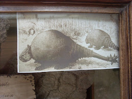 Glyptodontes
