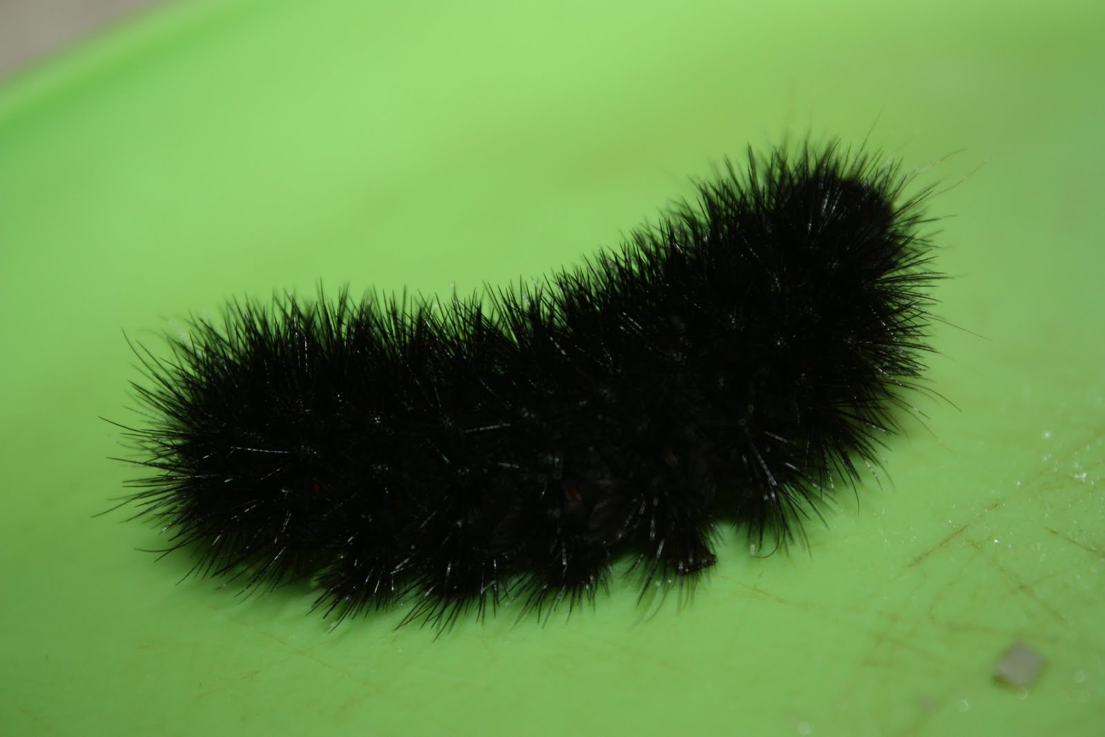 Caterpillar Identification - Buzzle