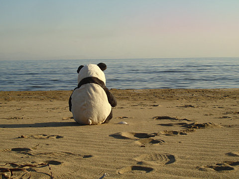 image: lonely_panda_at_the_beach