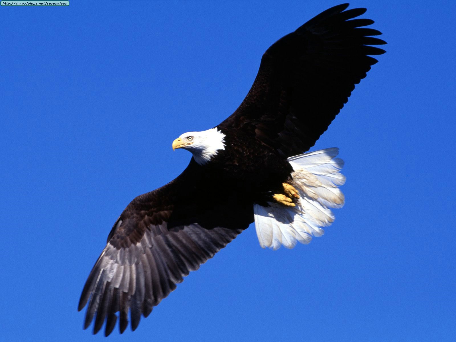 VUELA CON LAS AGUILAS